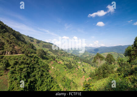 Landschaft mit landwirtschaftlichen Flächen, Bwindi Nationalpark in Süd-Uganda, Afrika Stockfoto
