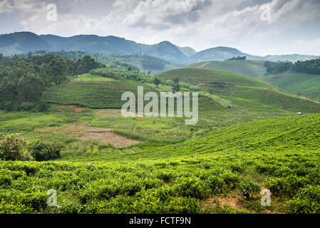 Teefeld in Ishaka, Uganda, Afrika Stockfoto