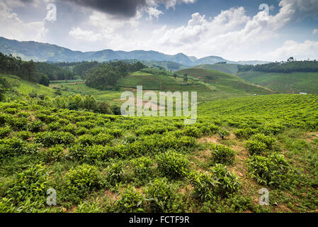 Teefeld in Ishaka, Uganda, Afrika Stockfoto