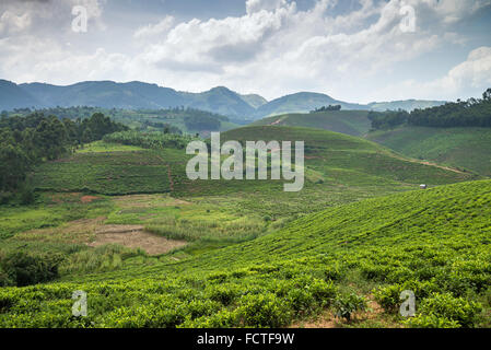 Teefeld in Ishaka, Uganda, Afrika Stockfoto