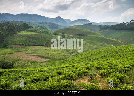 Teefeld in Ishaka, Uganda, Afrika Stockfoto