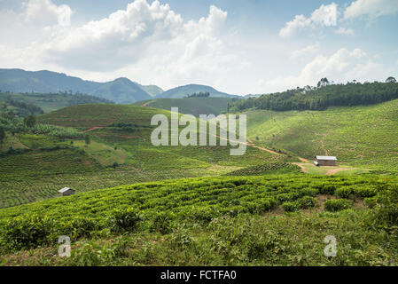 Teefeld in Ishaka, Uganda, Afrika Stockfoto