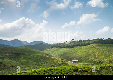 Teefeld in Ishaka, Uganda, Afrika Stockfoto