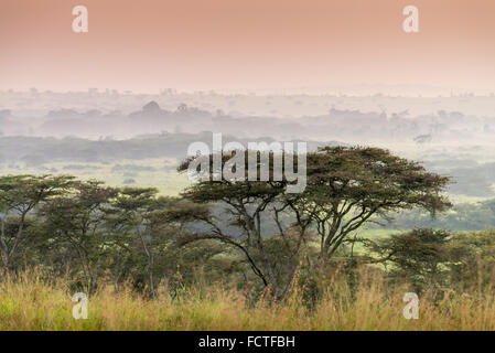 Savanne in einem Morgen Nebel, Queen Elizabeth National Park, Uganda, Afrika. Stockfoto