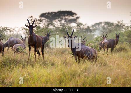 Roan Antilope (Hippotragus Spitzfußhaltung), Ishasha Fluss, Queen Elizabeth National Park, Uganda, Ostafrika Stockfoto