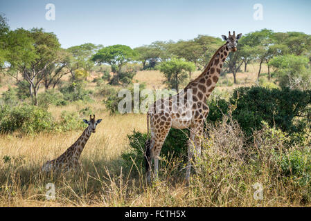 Rothschild Giraffen (Giraffa Plancius Rothschild), Murchinson Falls National Park, Uganda Stockfoto