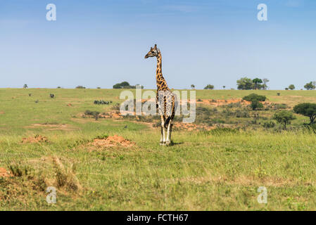 Rothschild Giraffen (Giraffa Plancius Rothschild), Murchinson Falls National Park, Uganda Stockfoto