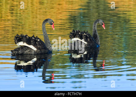 ein paar schwarze Schwäne schwimmen in der Reflexion immer noch Wasser im Centennial Park von Sydney zu lieben Stockfoto