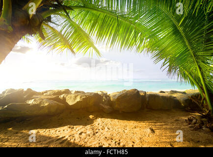 Blick auf den Ozean durch Palmen im sonnigen Morgen Stockfoto