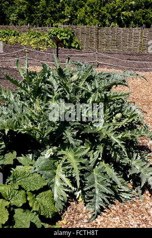 CYNARA CARDUNCULUS. ARTISCHOCKE ROMANESCO. Stockfoto