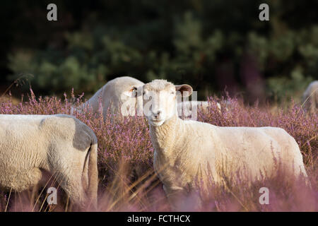 Erhaltung der Landschaft mit Schafen im Heidekraut Stockfoto