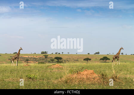 Rothschild Giraffen (Giraffa Plancius Rothschild), Murchinson Falls National Park, Uganda Stockfoto