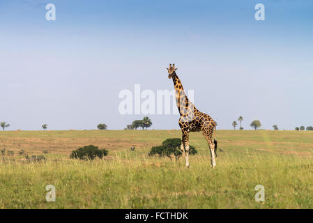 Rothschild Giraffen (Giraffa Plancius Rothschild), Murchinson Falls National Park, Uganda Stockfoto