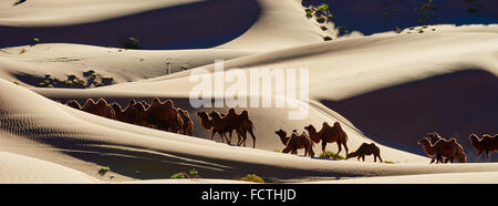 China, Innere Mongolei, Badain Jaran Wüste, Gobi Wüste, Bactriane Kamele Stockfoto