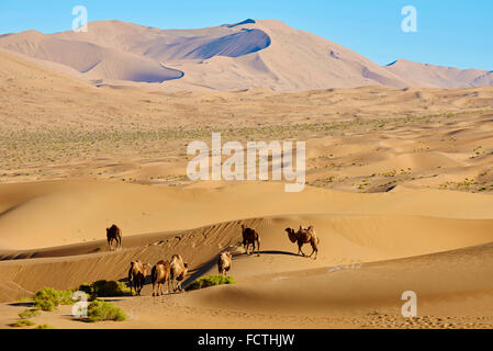 China, Innere Mongolei, Badain Jaran Wüste, Gobi Wüste, Bactriane Kamele Stockfoto