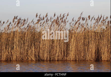 Norfolk Broads: Gemeinsame Schilf Phragmites Australis, entlang dem Ufer des Flusses Thurne in der Nähe von Martham, Norfolk, Stockfoto