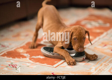 Ungarische Vizsla Welpen spielen Stockfoto