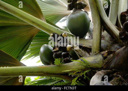 Lodoicea, Meer Kokosnuss, Coco de Mer, Double Coconut, Lodoicea Maldivica Closeup. Afrika. Seychellen. Botanischer Garten von Victoria Stockfoto