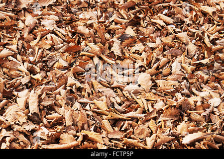 Farbigen Hintergrund der Eiche Herbstblätter auf Boden in schönen herbstlichen Wald. Stockfoto
