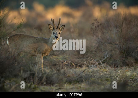 Hirsch / Reh (Capreolus Capreolus), buck, mit Geweih in samt, nachwachsende steht im trockenen winterliche Vegetation, Warnung sieht. Stockfoto