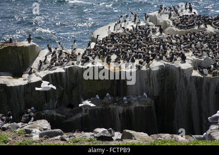 Trottellummen Papageientaucher und Möwen auf Inner Farne Insel Northumberland Stockfoto