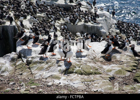 Papageientaucher auf Inner Farne Insel Northumberland Stockfoto