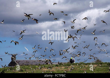 Papageientaucher im Flug Farne Islands Northumberland Stockfoto