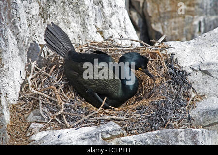 Kormoran auf Nest Farne Islands Northumberland Stockfoto