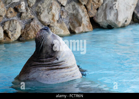 Meer tragen, Eumetopias Jubatus - Themenpark Marineland, Nizza, Frankreich Stockfoto