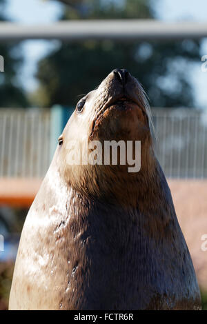 Meer tragen, Eumetopias Jubatus - Themenpark Marineland, Nizza, Frankreich Stockfoto