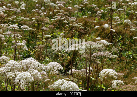 Frühlingsblumen blühen, See Luitel, Chamrousse, Alpen, Frankreich Stockfoto