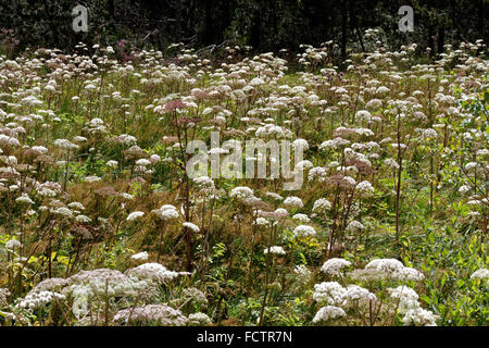 Frühlingsblumen blühen, See Luitel, Chamrousse, Alpen, Frankreich Stockfoto