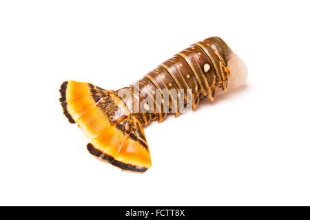Rohe Karibik (Bahamas) Rock Lobster (Panuliirus Argus) oder Languste Tail isoliert auf einem weißen Studio-Hintergrund. Stockfoto
