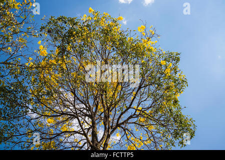 Tabebuia Chrysantha, Araguaney oder gelbe Ipe oder Ipê Amarelo, Brasilien Stockfoto