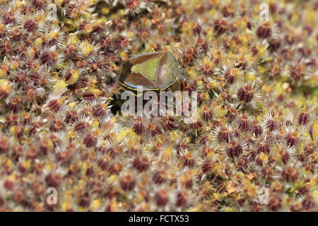 Gemeinsamen grünen Shieldbug getarnt unter die Samen der Wilden Möhre, Cornwall, England, UK. Stockfoto