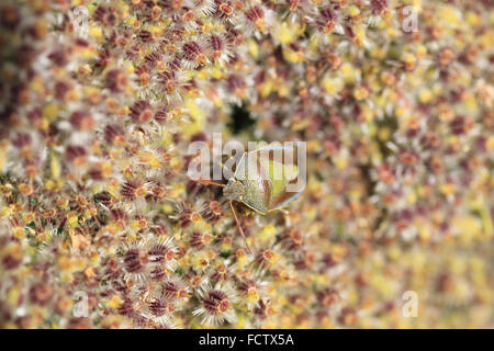 Gemeinsamen grünen Shieldbug getarnt unter die Samen der Wilden Möhre, Cornwall, England, UK. Stockfoto