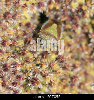 Gemeinsamen grünen Shieldbug getarnt unter die Samen der Wilden Möhre, Cornwall, England, UK. Stockfoto