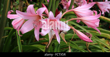 Belladona Lily Blumen, Cornwall, England, UK. Stockfoto