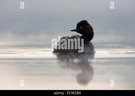 Schwarzhalstaucher / Eared Haubentaucher (Podiceps Nigricollis), mit versteckten Küken auf dem Rücken, im Morgengrauen, schaut sich um. Stockfoto