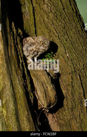 Kleine Eule / Minervas Eule (Athene Noctua), kleine Küken, versteckt sich in ein Loch eines Baumes, schaut neugierig, sieht ziemlich lustig. Stockfoto