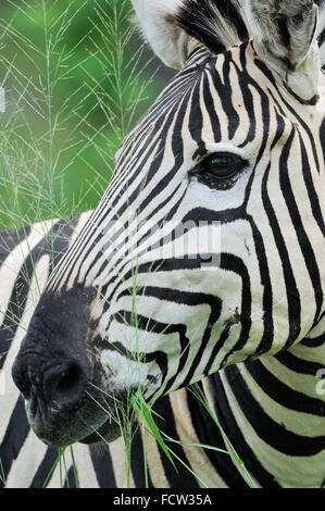 Zebra (Equus Quagga SP.), Hwange N P, Simbabwe Stockfoto