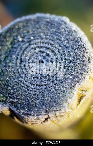 Frost bedeckt post Stockfoto