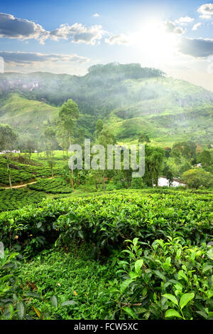 Felder des Tees im Berg von Nuwara Eliya, Sri Lanka Stockfoto