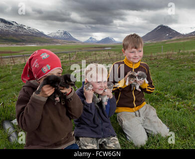 Jungen mit Kätzchen, Audbrekka Hof, Horgardalur Valley, Island Stockfoto