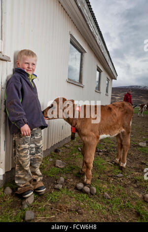Jungen mit jungen Kalb, Audbrekka Hof, Horgardalur Valley, Island Stockfoto
