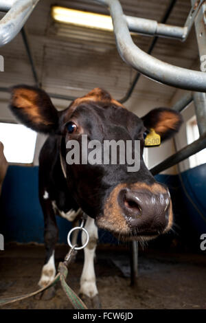 Milchkuh im Stall, Island Stockfoto