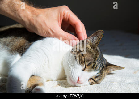 Mannes hand streicheln Katzenkopf, während er schläft. Schließen Sie die Ansicht. Stockfoto