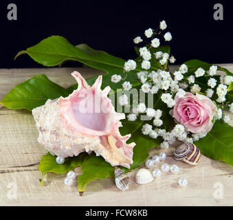 Muscheln mit rosa Rose in einem schwarzen Hintergrund Stockfoto