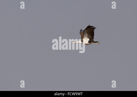 Große indische Trappe (Ardeotis Nigriceps) während des Fluges im Desert National Park, Rajasthan, Indien Stockfoto