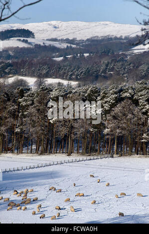 Schafbeweidung im Schnee bedeckt Feld, Tyne Valley, Northumberland Stockfoto